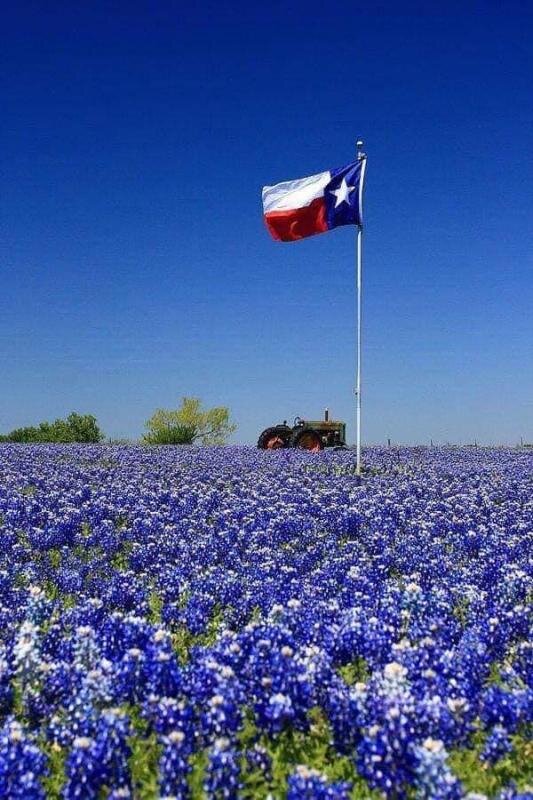texas bluebonnets.jpg