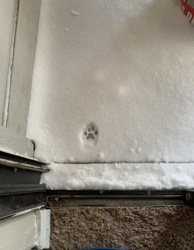 pawsnow.jpg