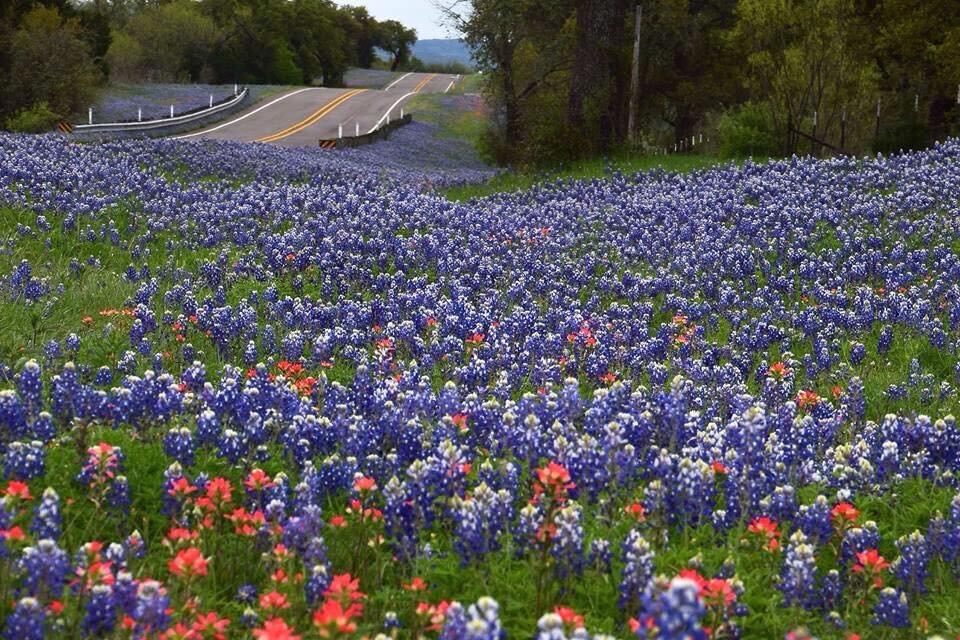Bluebonnets.jpg