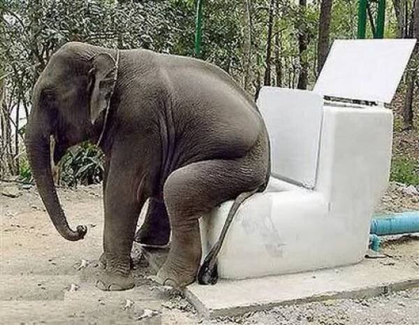 jungle-elephant and tpoilet.jpg