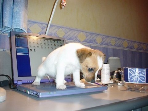 jungle-dog peeing on computer.jpg