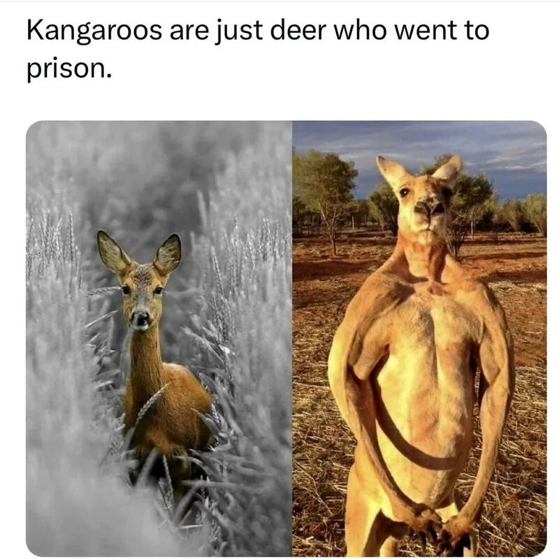 Kangaroos.jpg