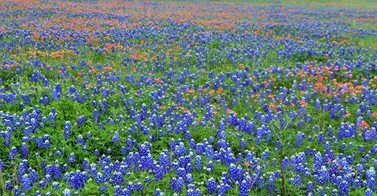 Chappell Hill 4_5_14.jpg