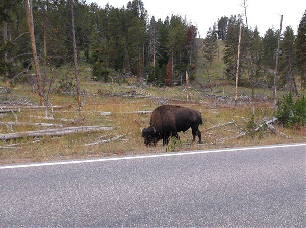 e1- Hayden Valley-yellowstone park.jpg