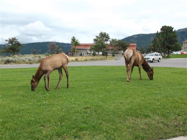j13 elk at mammoth lodge-yellowstone.jpg