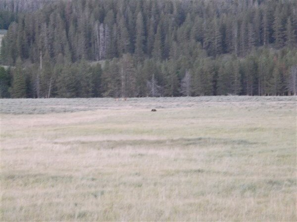 r1- grizzly bear-Hayden valley shortly before dark 8-24-14 near fishing bridge station-yellowsto.jpg