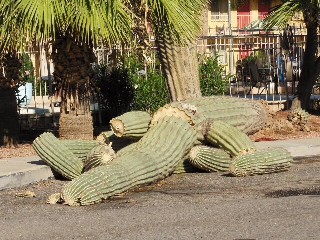 Dead Saguaro (640x480).jpg