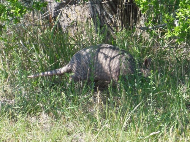 K5 (640x479).jpg