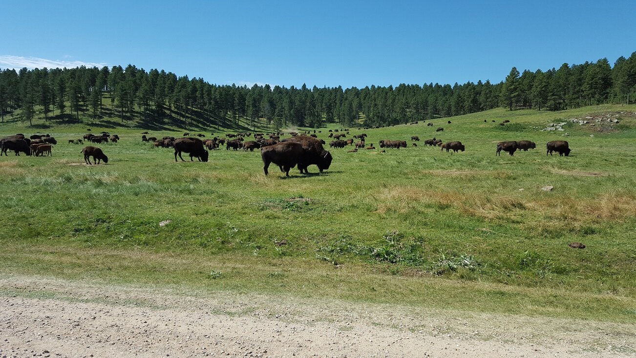 Bison.jpg