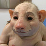 Dpigguy