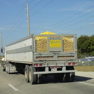 A truck load of oranges on their way to market.