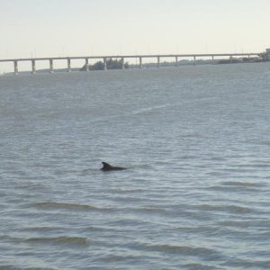Dolphin seen from window of the Lobster Shanty In Vero Beach Fl.