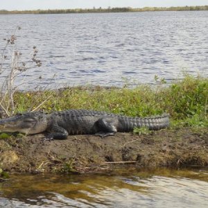 one of many alligators we saw on the airboat ride thru the swamps of south east florida.