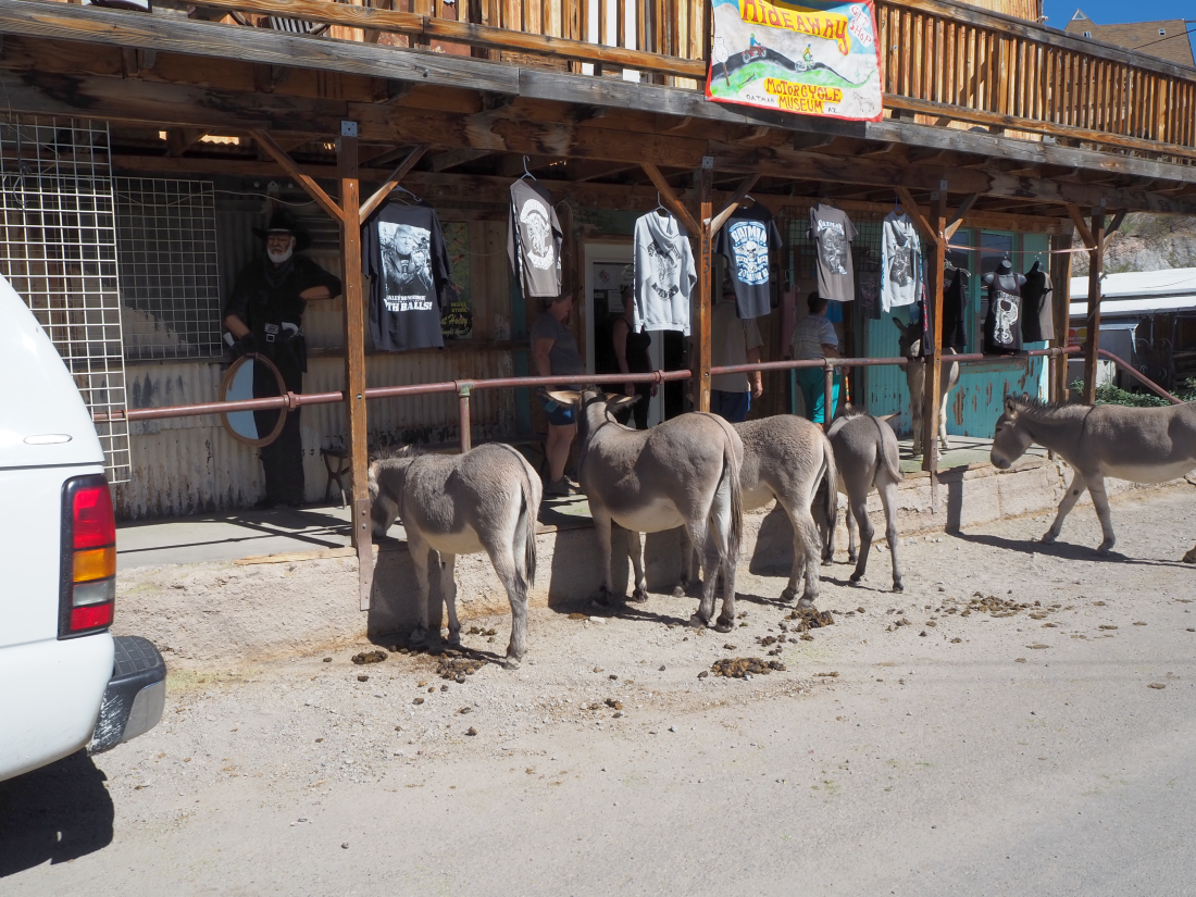 103-burros.png