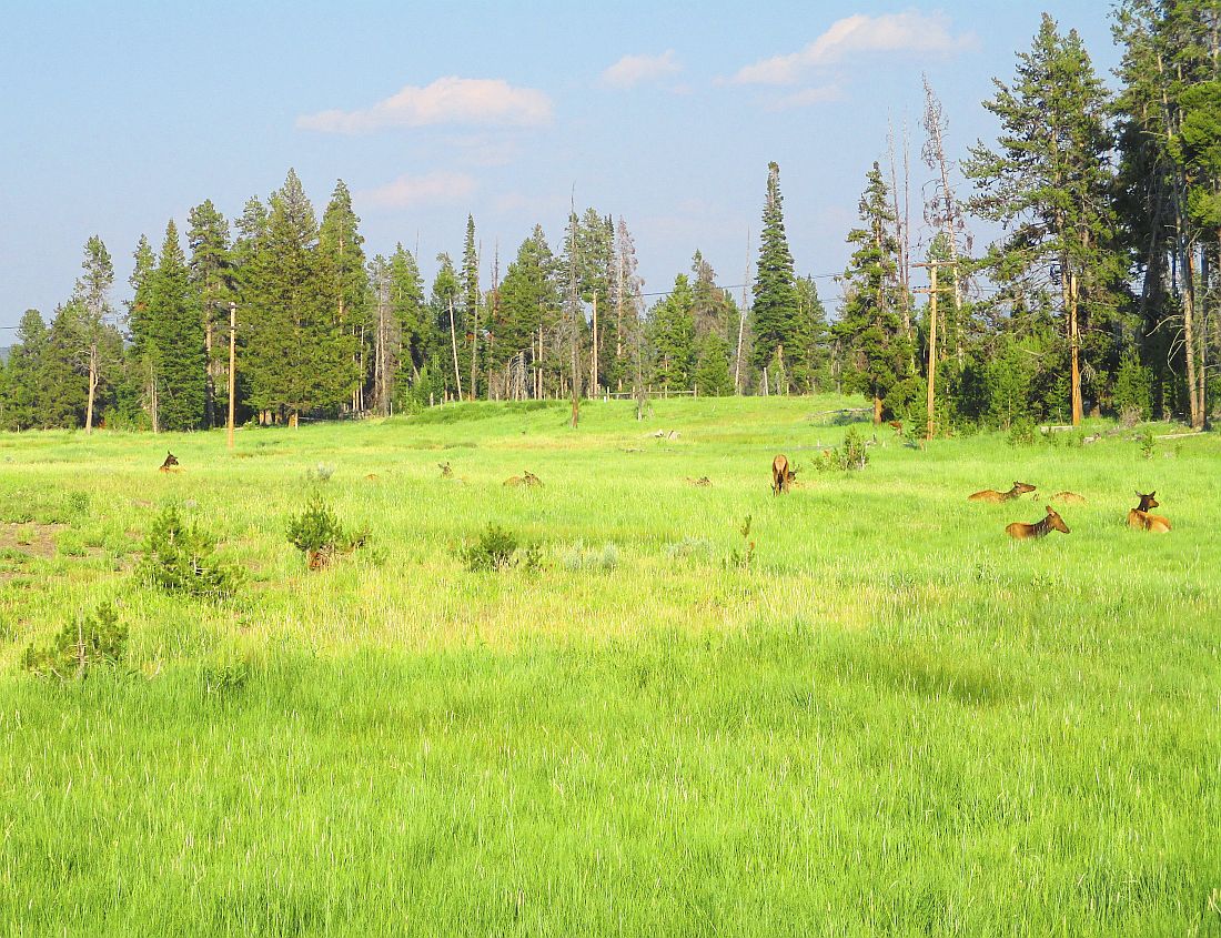 6-wildlife.jpg