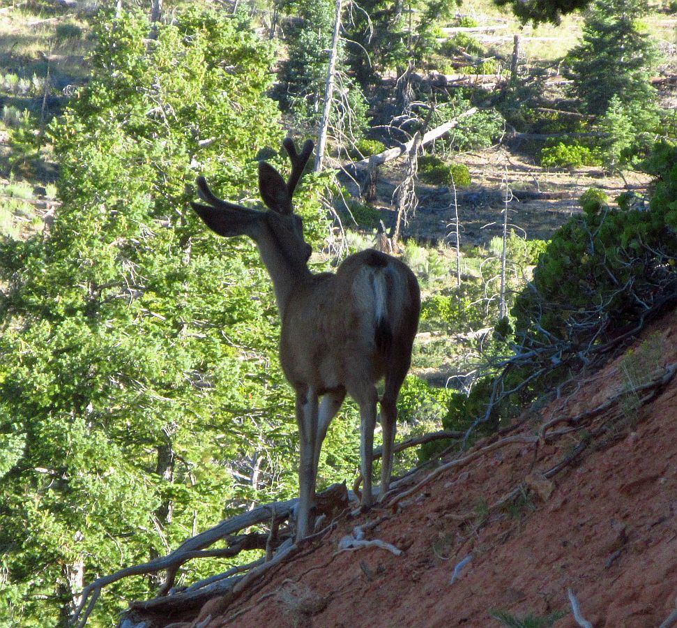 17a-%20deer.jpg
