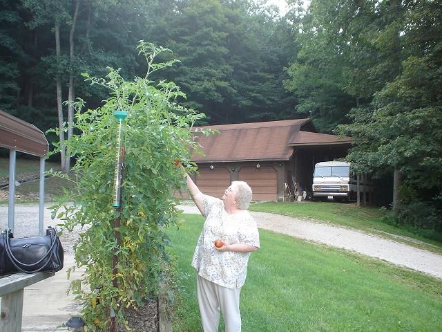 TomatoPlants002s.jpg