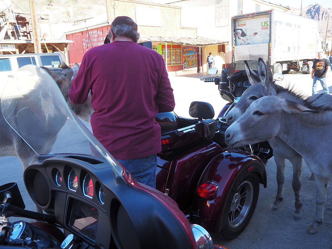 112-more%20burros.png