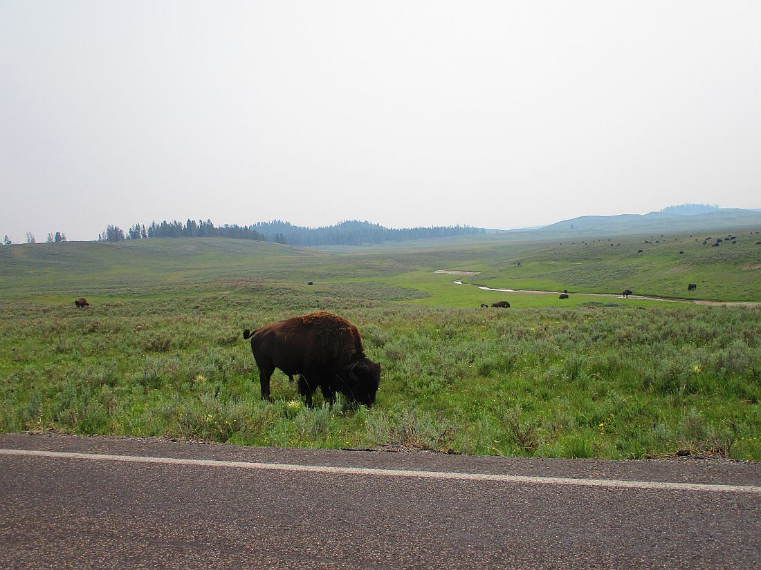 48-field%20of%20buffalo.jpg