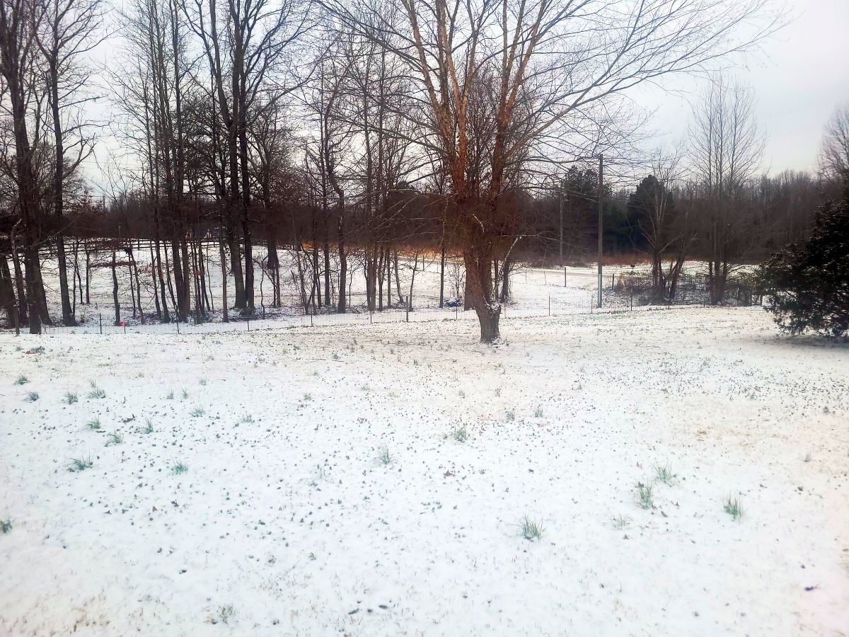 2-19-25%20snow.jpg