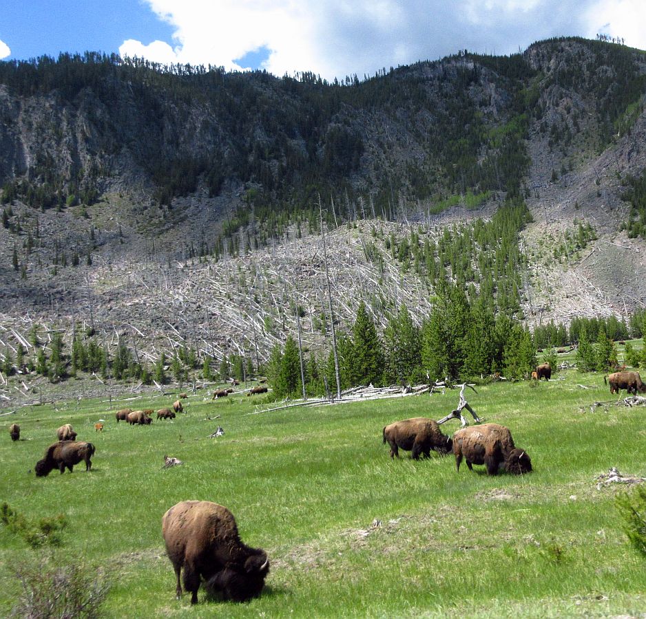 5-Buffalo.jpg