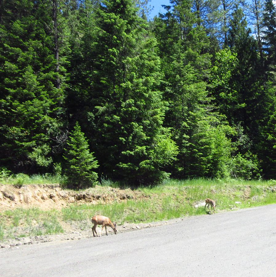 16-%20deer.jpg