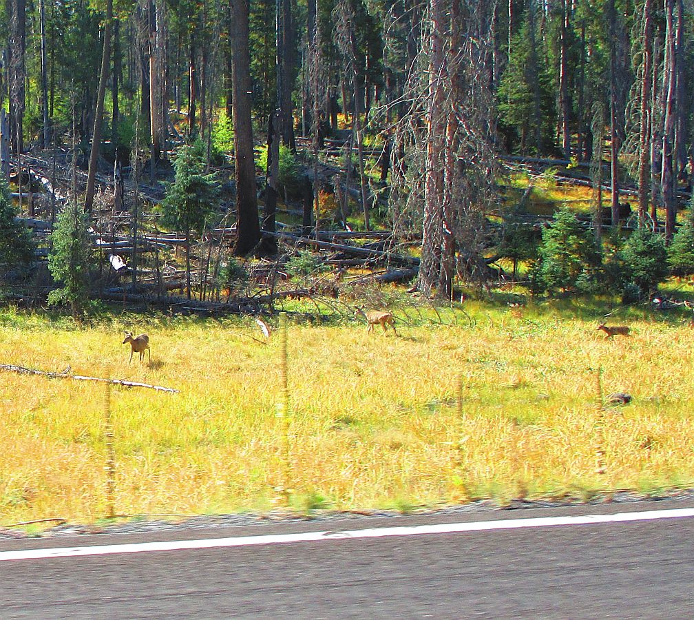 5%20Some%20deer.jpg