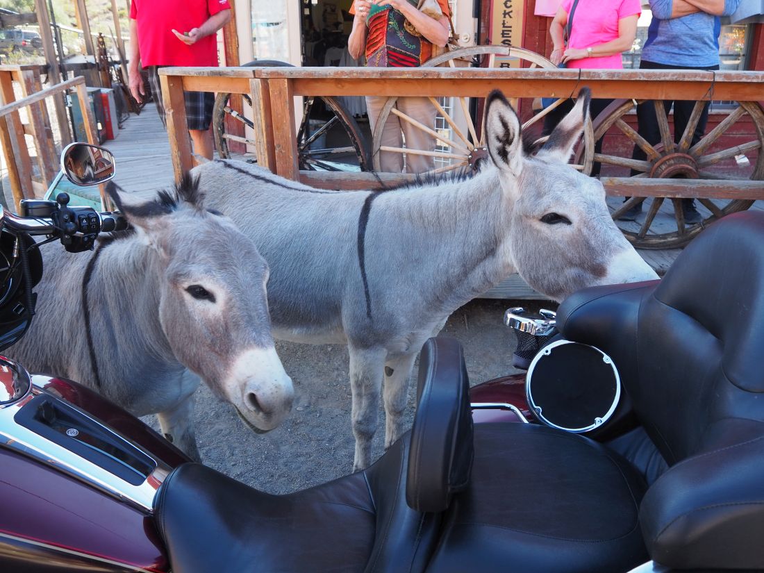 122-burro%20bar%20in%20ear.jpg