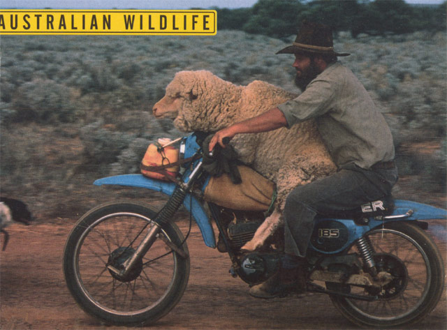 sheep_on_bike.jpg