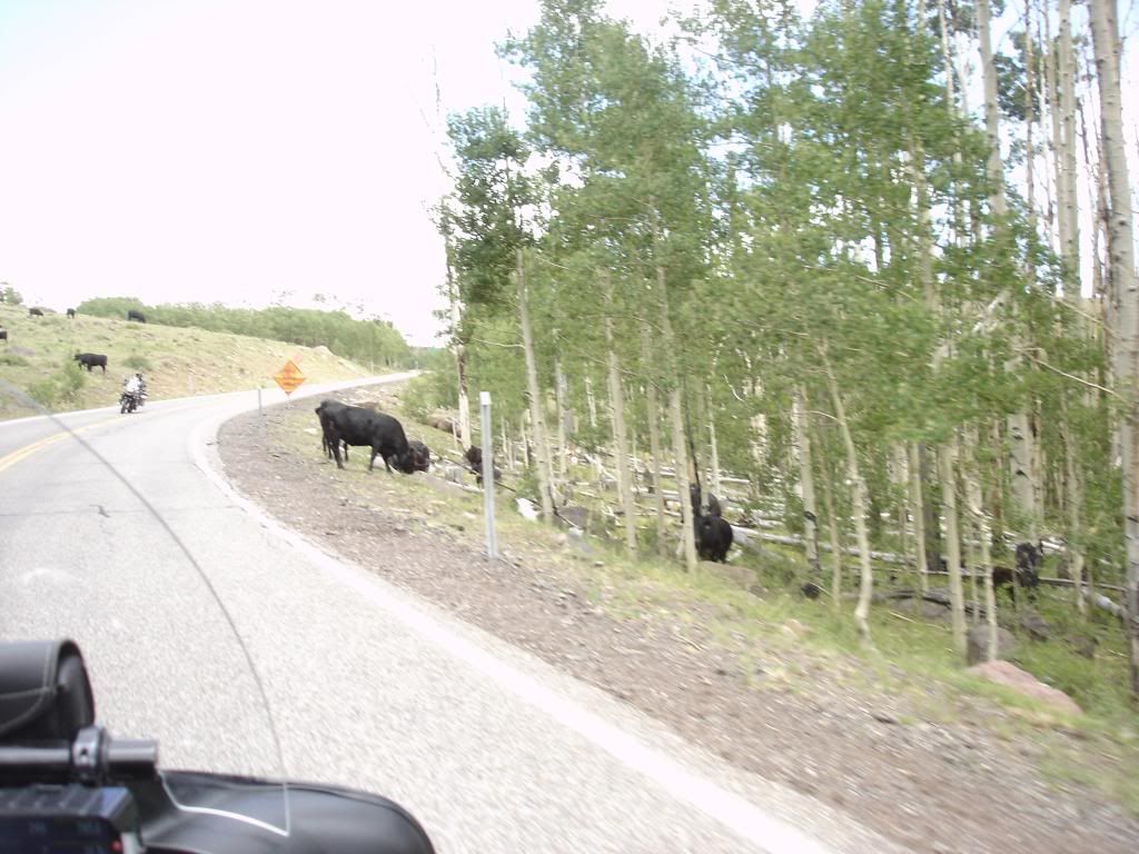 cattle_zps7c9cc387.jpg