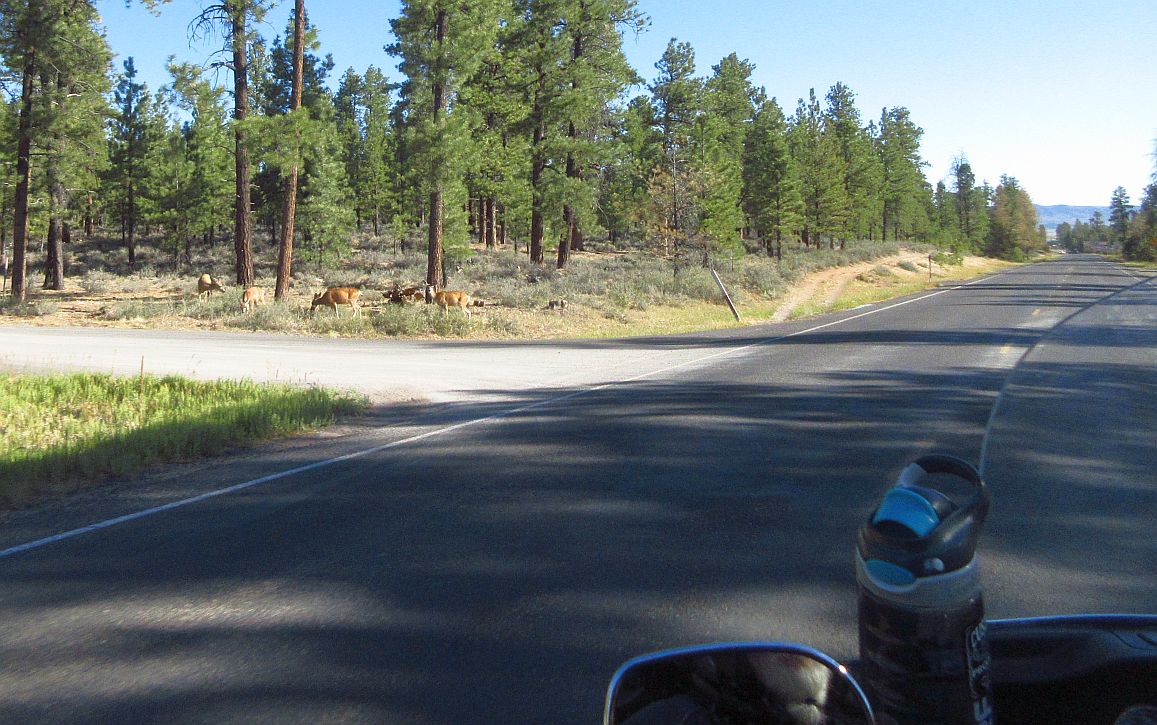 19-deer.jpg