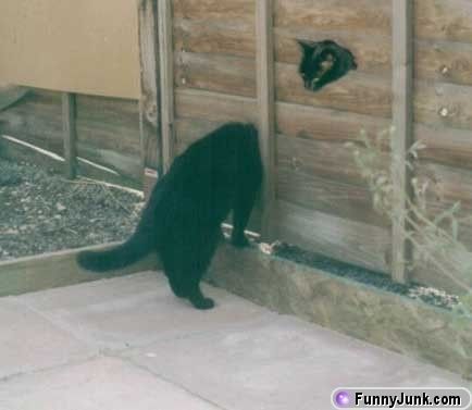 longneckcat_starthere.jpg