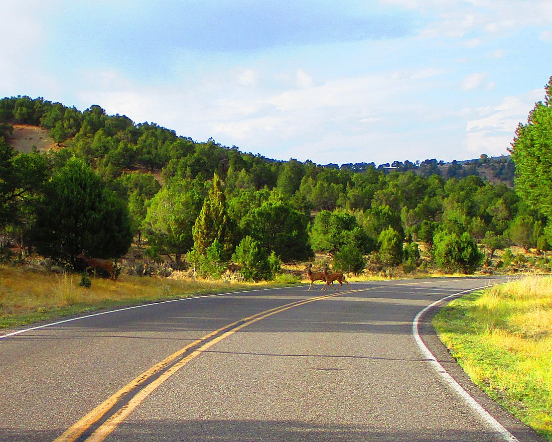 Deer%20crossing.jpg