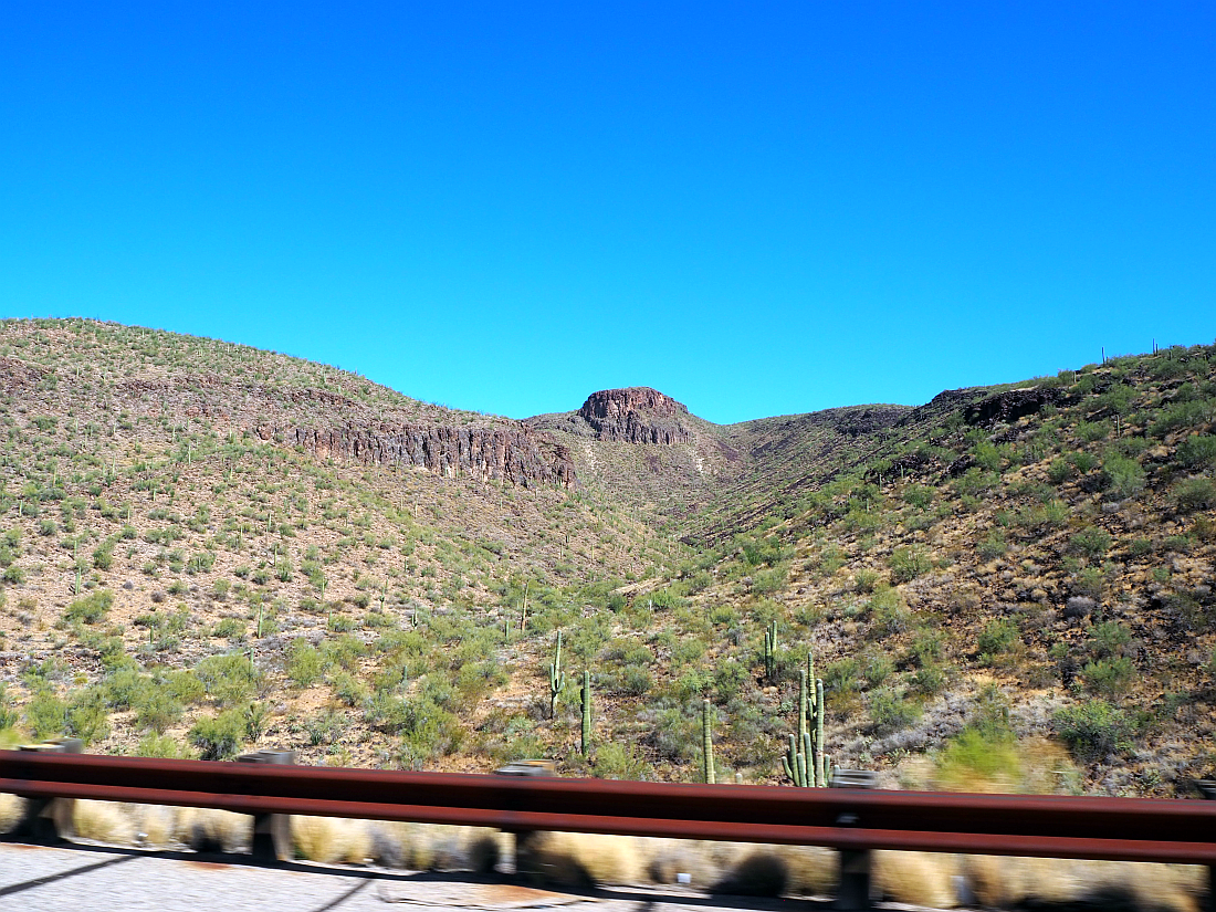 31-cacti.png
