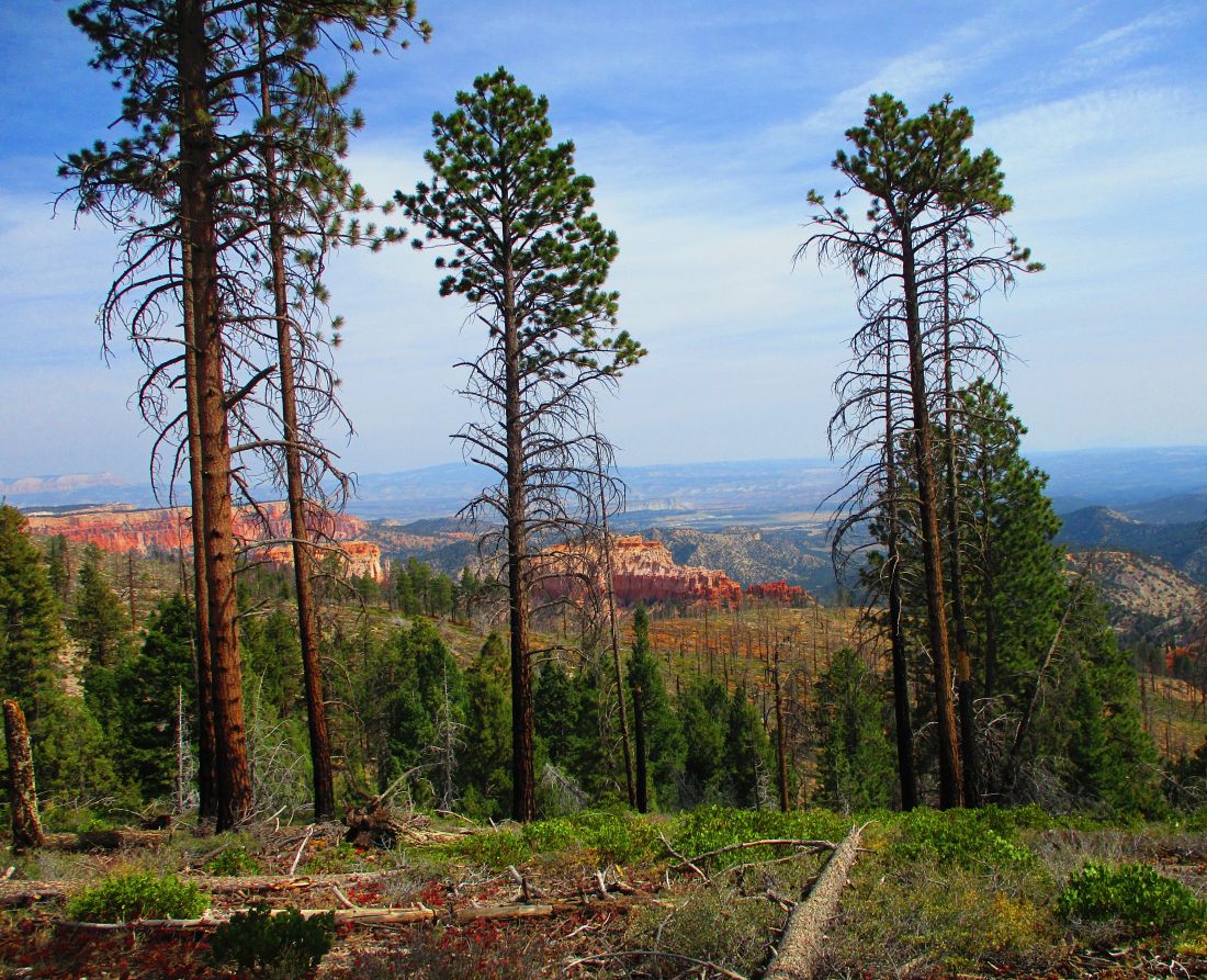 Whiteman%20Trail%203.jpg