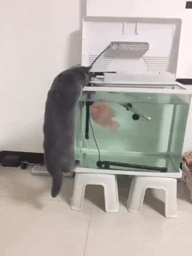 tumblr_okptlynHYK1vnq1cro1_400.gif
