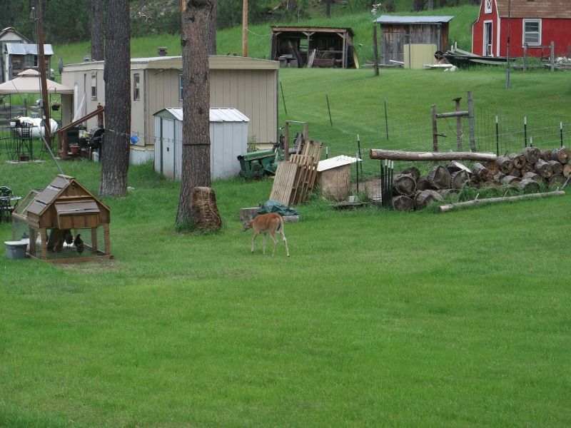 deer_zps5a142c71.jpg