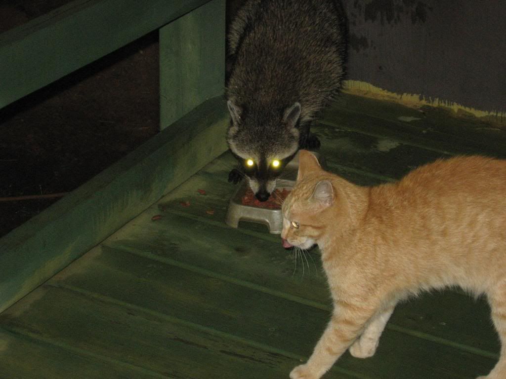 RACOON014.jpg