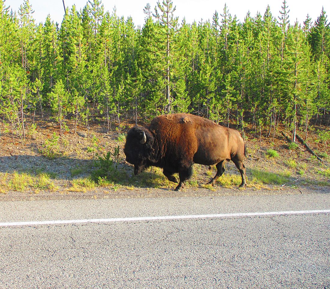 9-buffalo.jpg