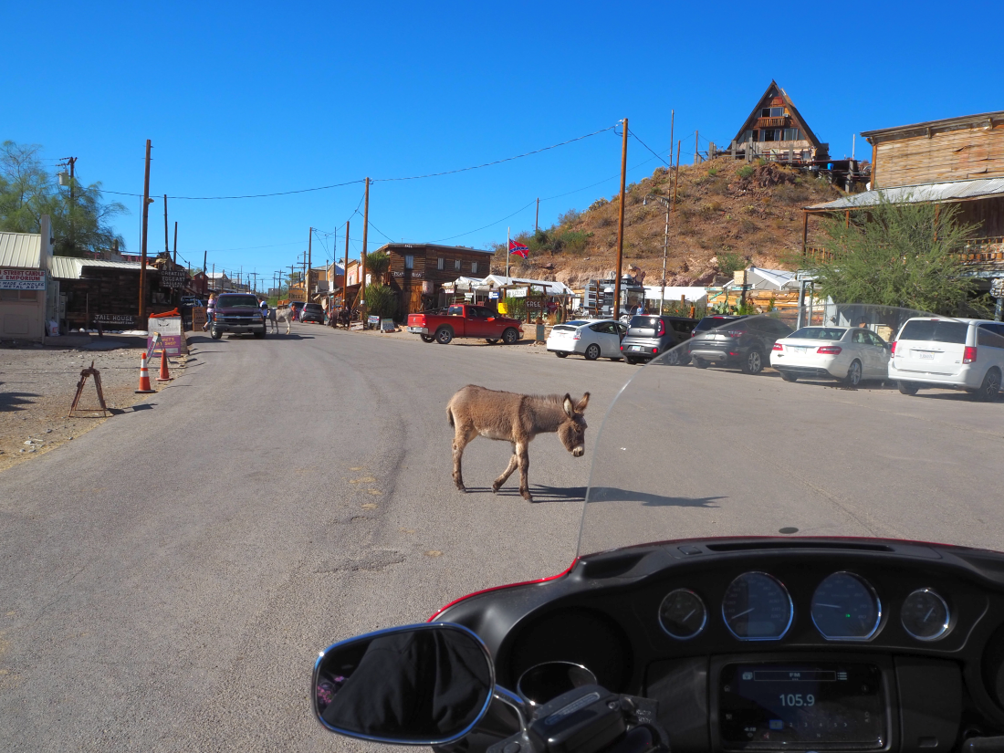 115-baby%20burro.png
