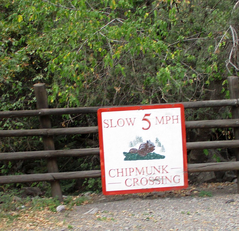 Chipmunk%20Crossing.jpg