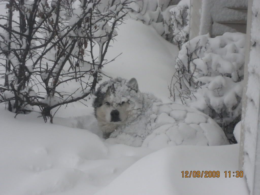 December09SnowStorm101.jpg