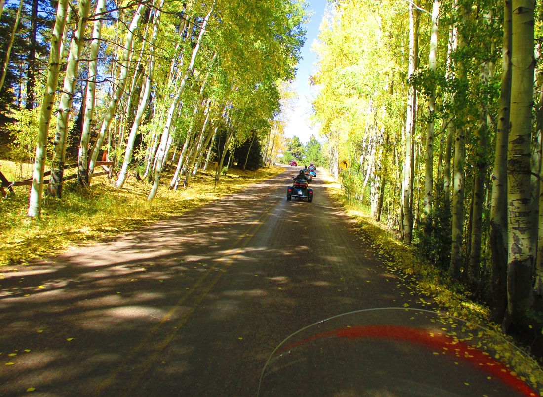 42-trees.jpg