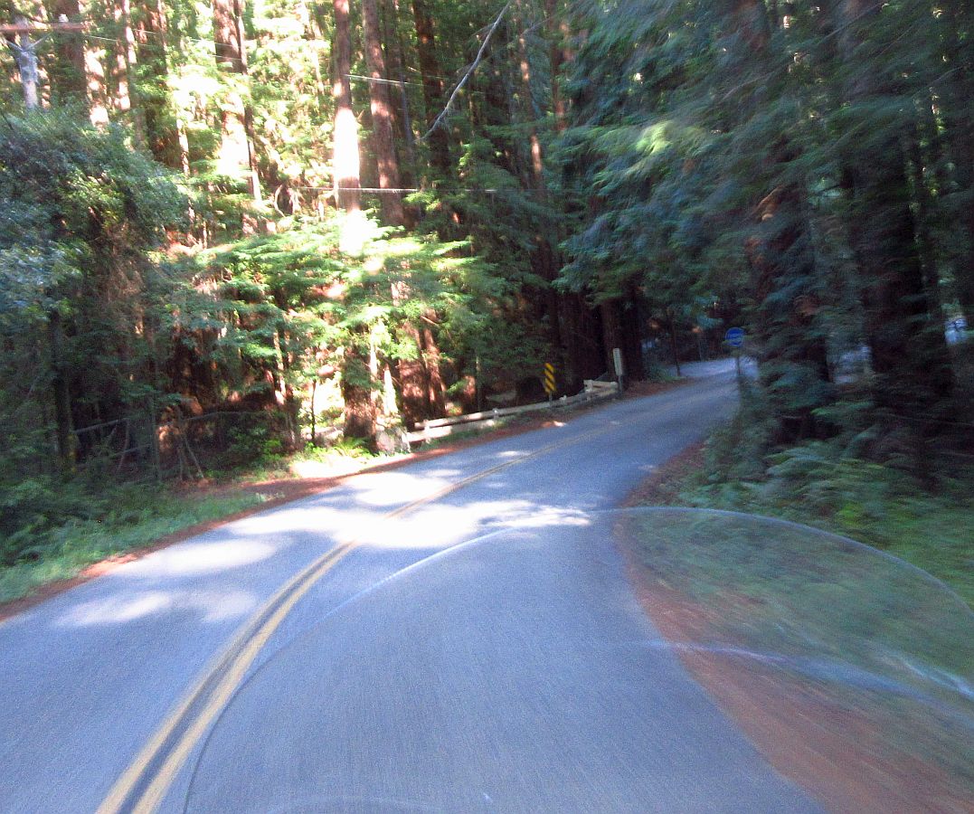 81-more%20trees.jpg