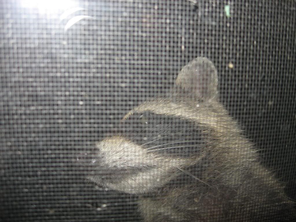 RACOON018.jpg