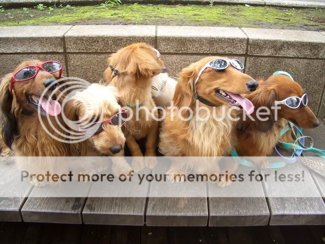 happy-dogs.jpg