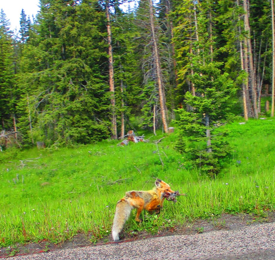 YellowStone%202023.jpg